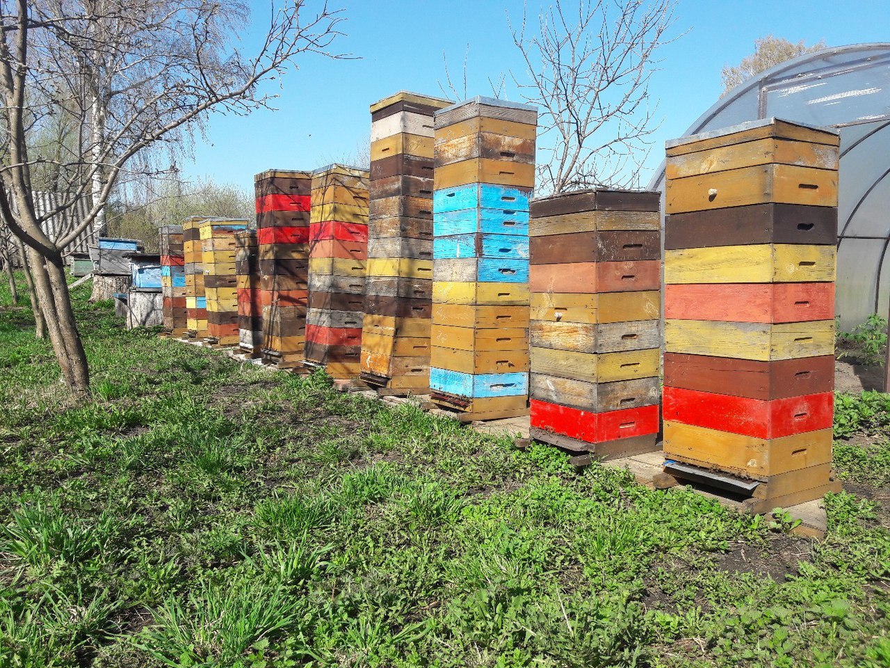 How I left the city - My, Honey, Jam, Blooming Sally, Beekeeping, From city to country, Dream, I'm an engineer with my mother, Village, Longpost