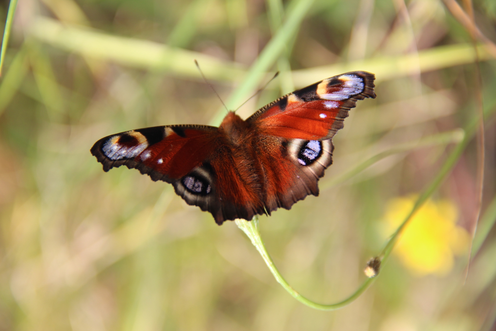 A few typical photos - My, Canon 600D, Nature, The photo, Longpost