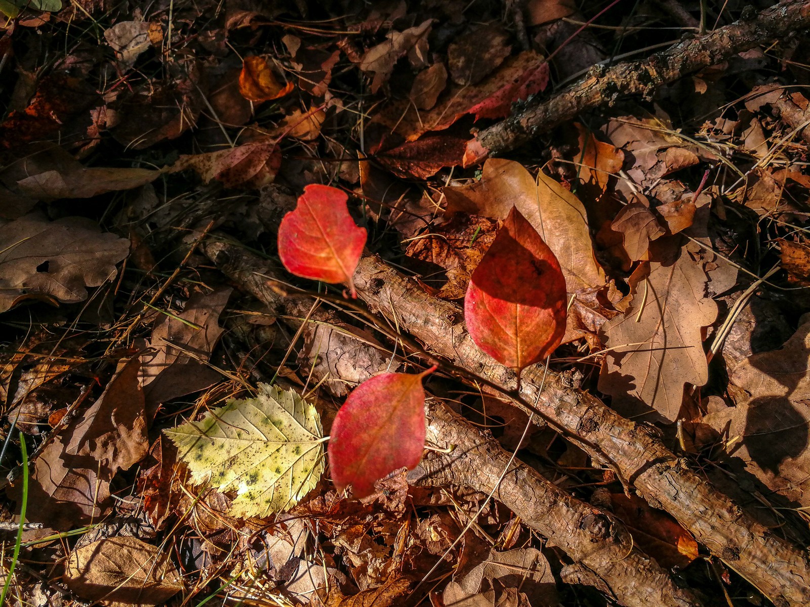 Photo bike ride - My, Longpost, Dzerzhinsk, Mobile photography, The photo, Autumn, Mushrooms, Huawei mate 9