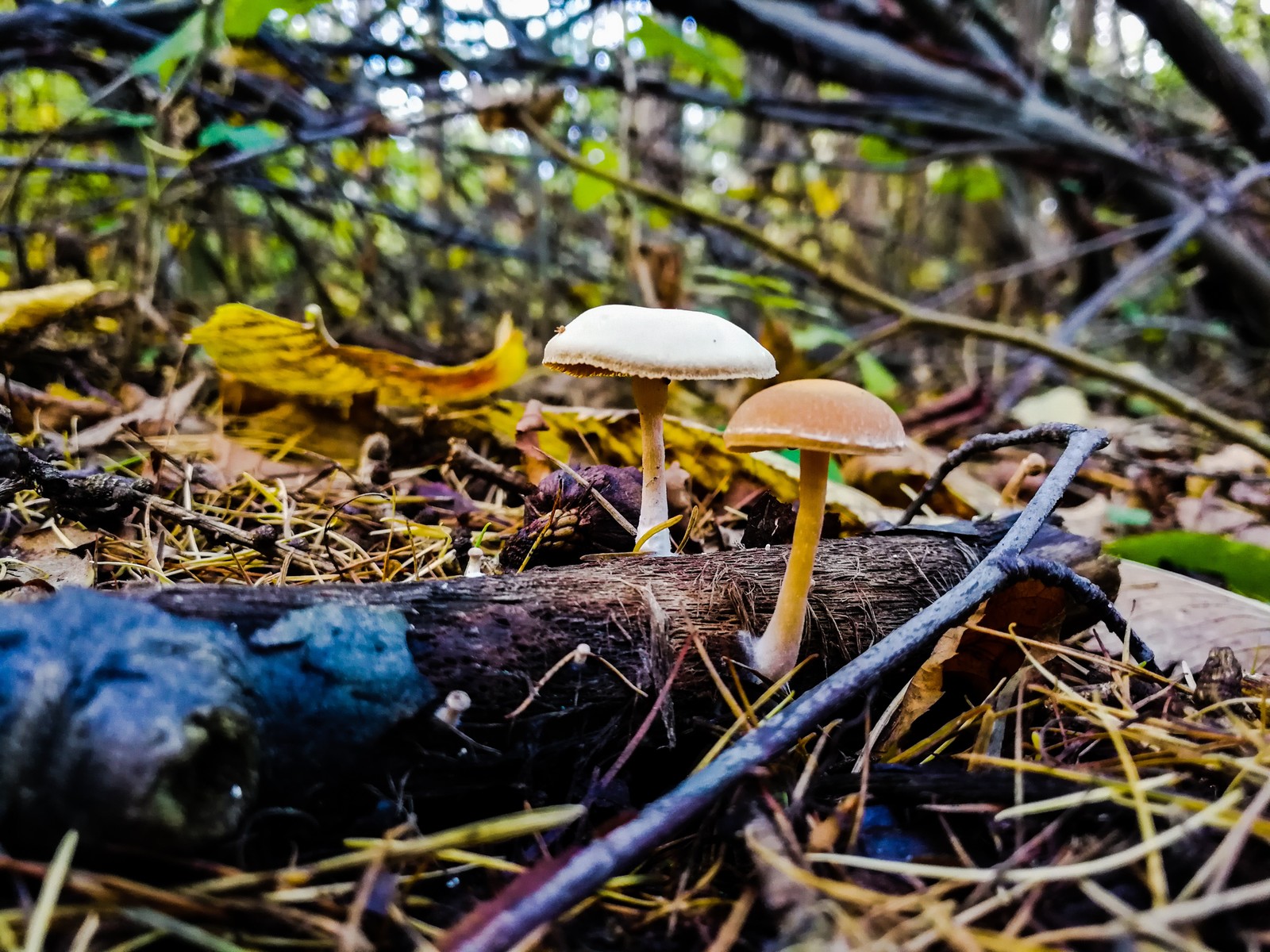 Photo bike ride - My, Longpost, Dzerzhinsk, Mobile photography, The photo, Autumn, Mushrooms, Huawei mate 9