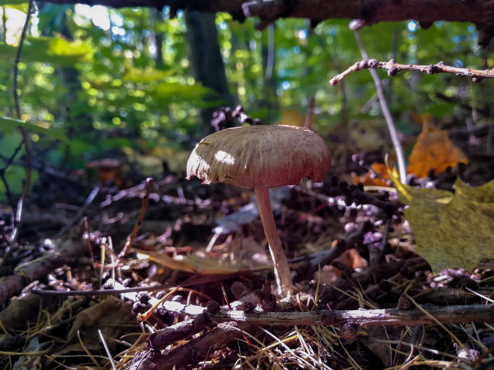 Photo bike ride - My, Longpost, Dzerzhinsk, Mobile photography, The photo, Autumn, Mushrooms, Huawei mate 9