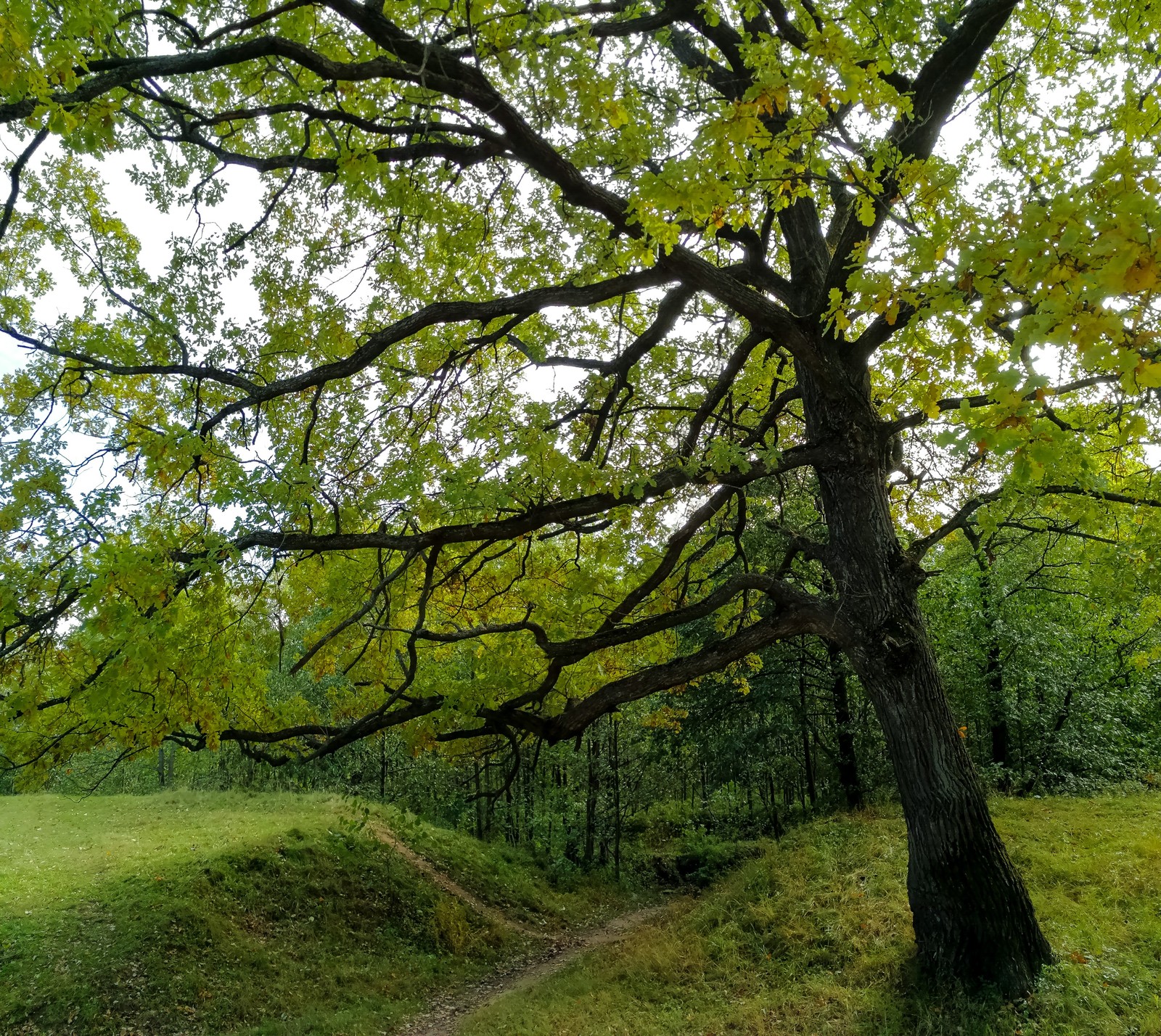 Photo bike ride - My, Longpost, Dzerzhinsk, Mobile photography, The photo, Autumn, Mushrooms, Huawei mate 9