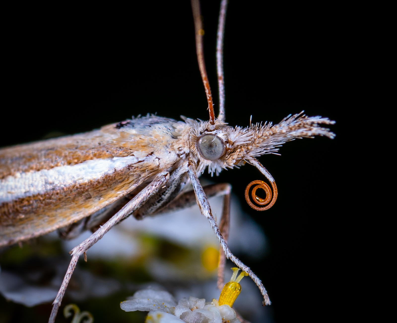 Moth and its proboscis - My, Moth, Insects, Butterfly, Trunk, Macro, Macrohunt, Mp-e 65 mm, Macro photography