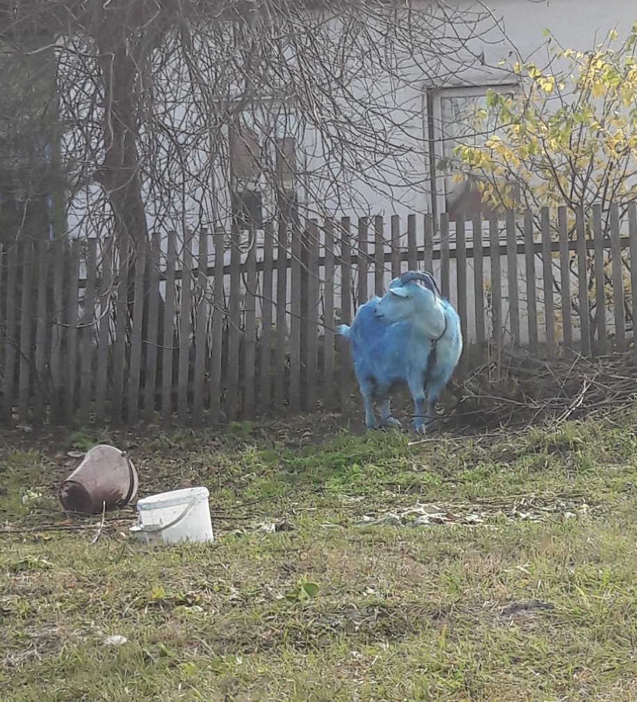 Uzhur blue goat. - Goat, blue