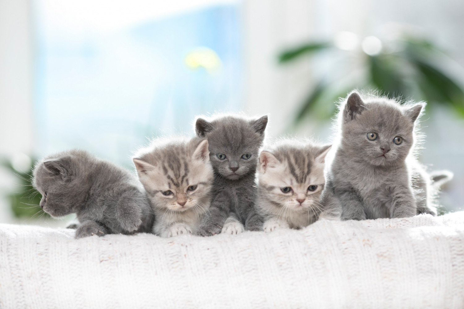 Kittens..... - Images, Kittens, Cat family, cat