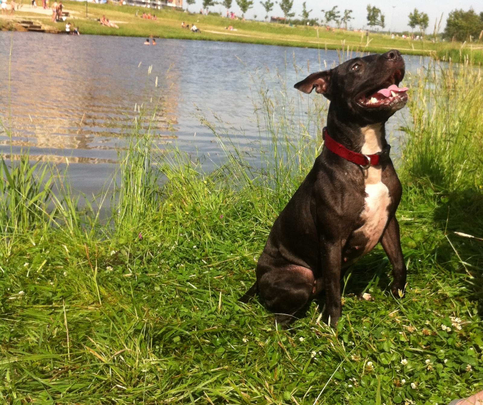 Питбуль собака убийца | Пикабу