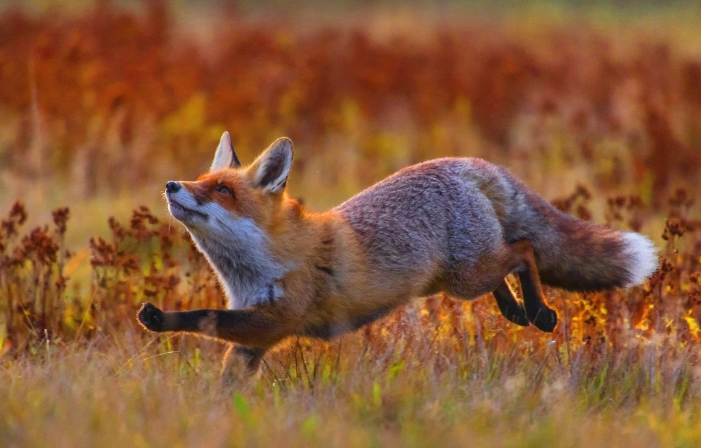 Red-haired beauty ^. ^ - Fox, Milota, Animals, The photo