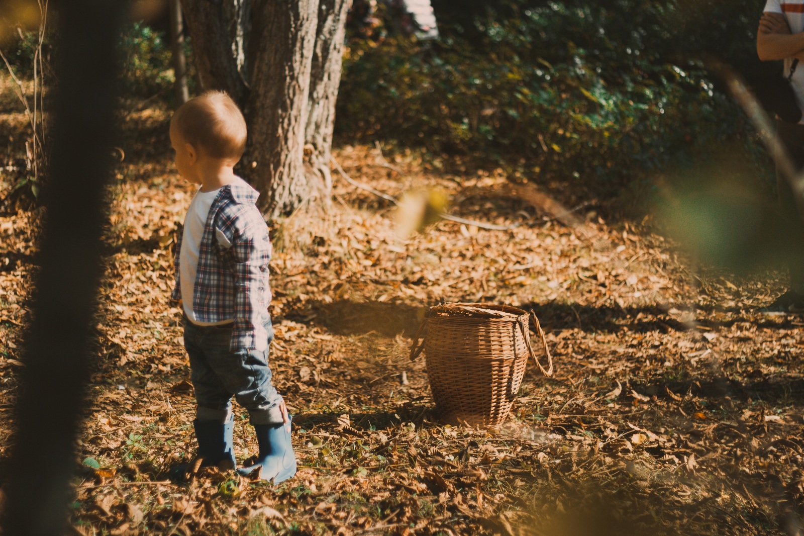 I'm starting a new path... - My, The photo, Autumn, Walk, Lightroom, Canon EOS 550D, 50mm, Color correction, Arboretum, Longpost