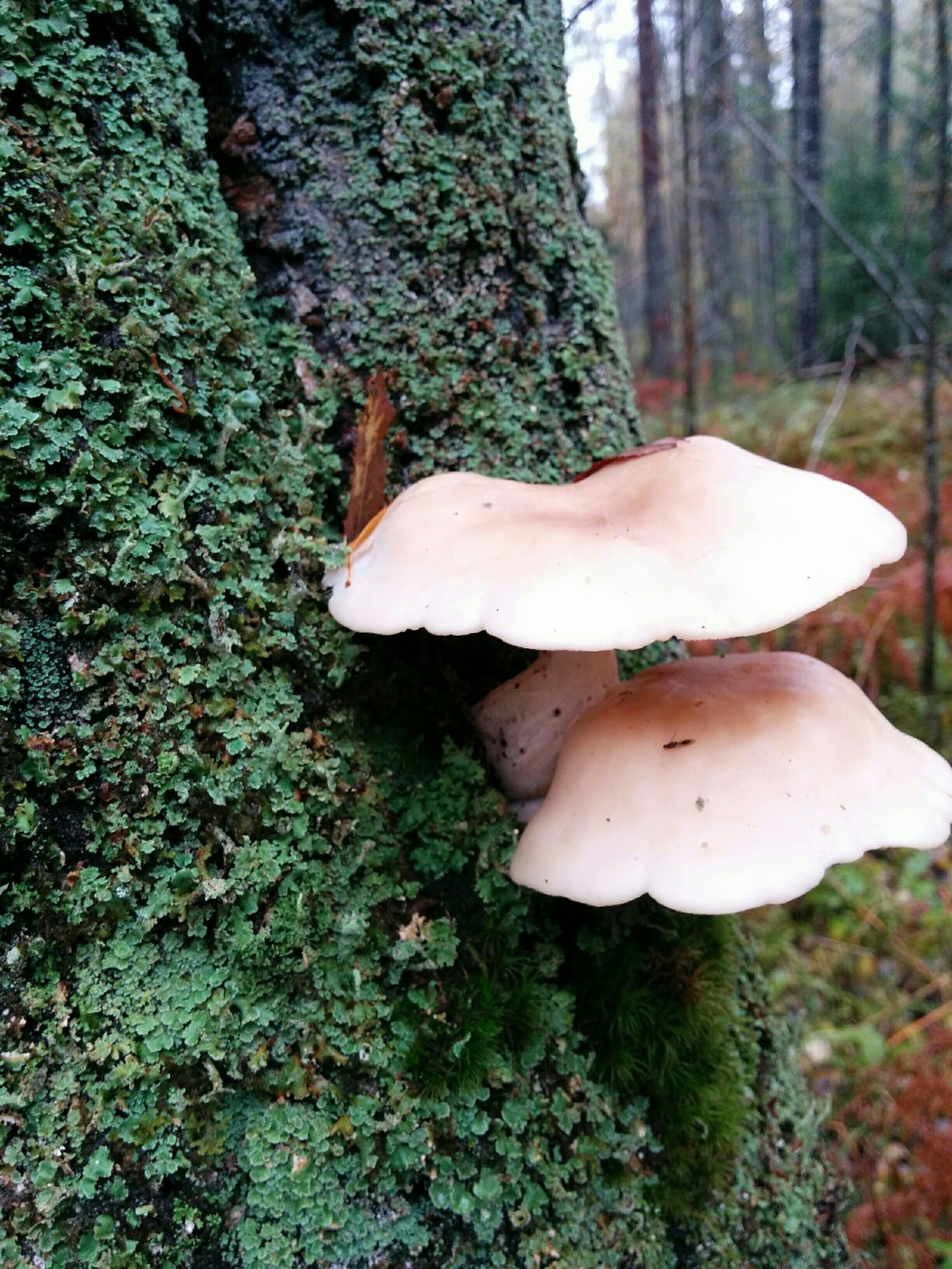 What is this mushroom? - Mushrooms, Forest, Longpost