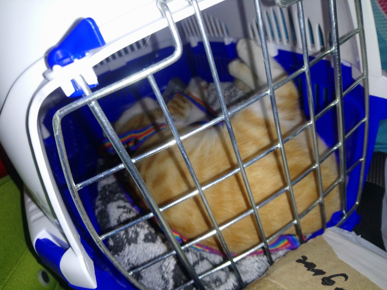 A post about how we are 1500 km away. the cat was taken. - My, cat, Story, Meow, Just, Longpost