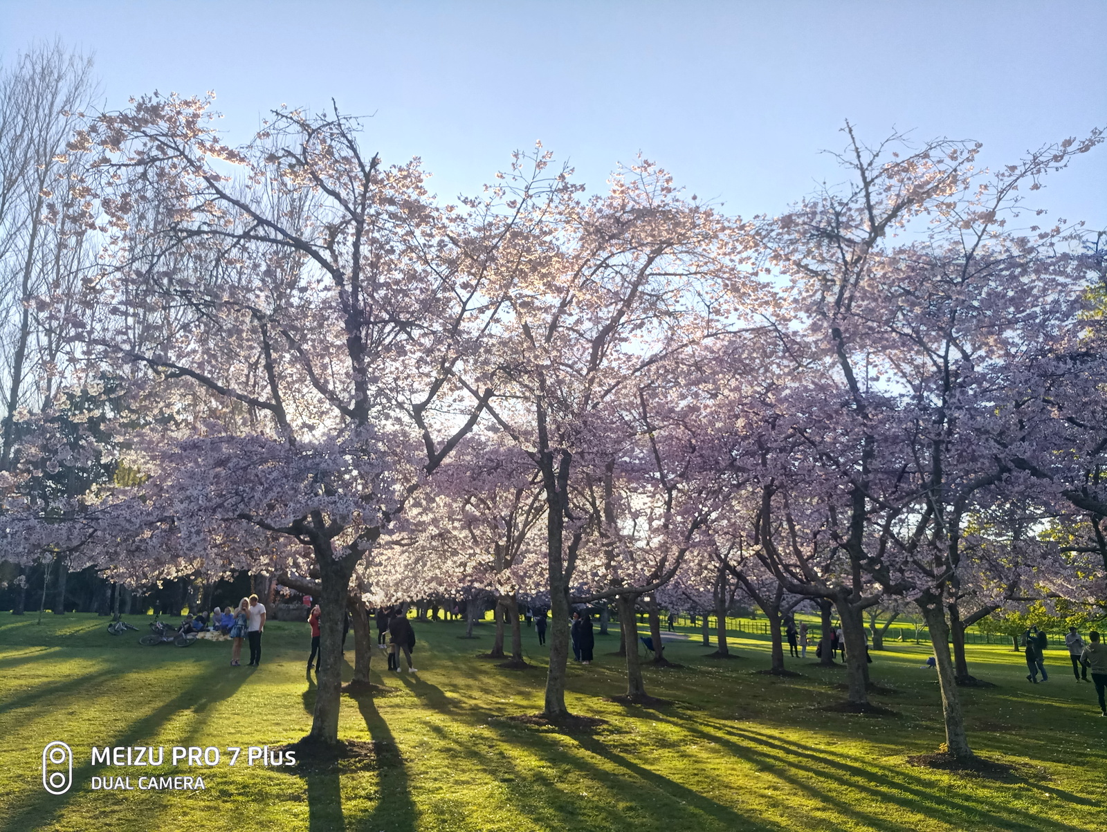 sunset sakura - My, Sakura, The photo, Flowers, New Zealand, Longpost