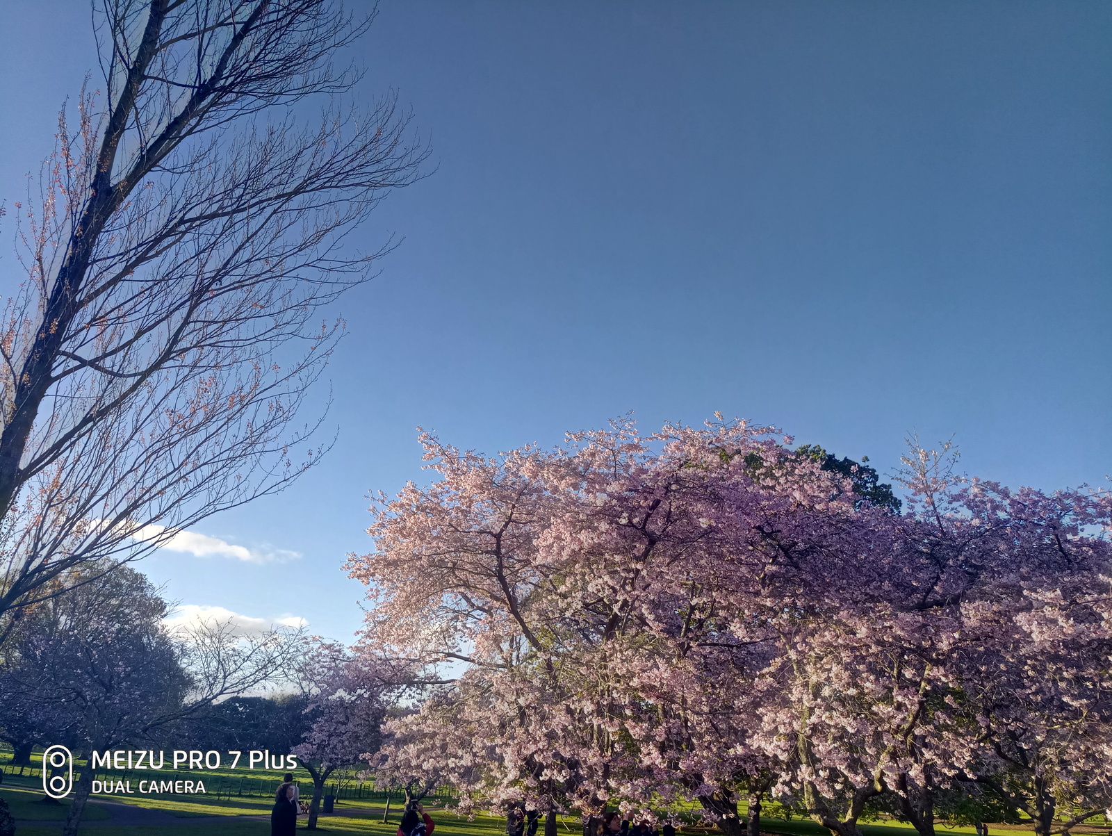 sunset sakura - My, Sakura, The photo, Flowers, New Zealand, Longpost