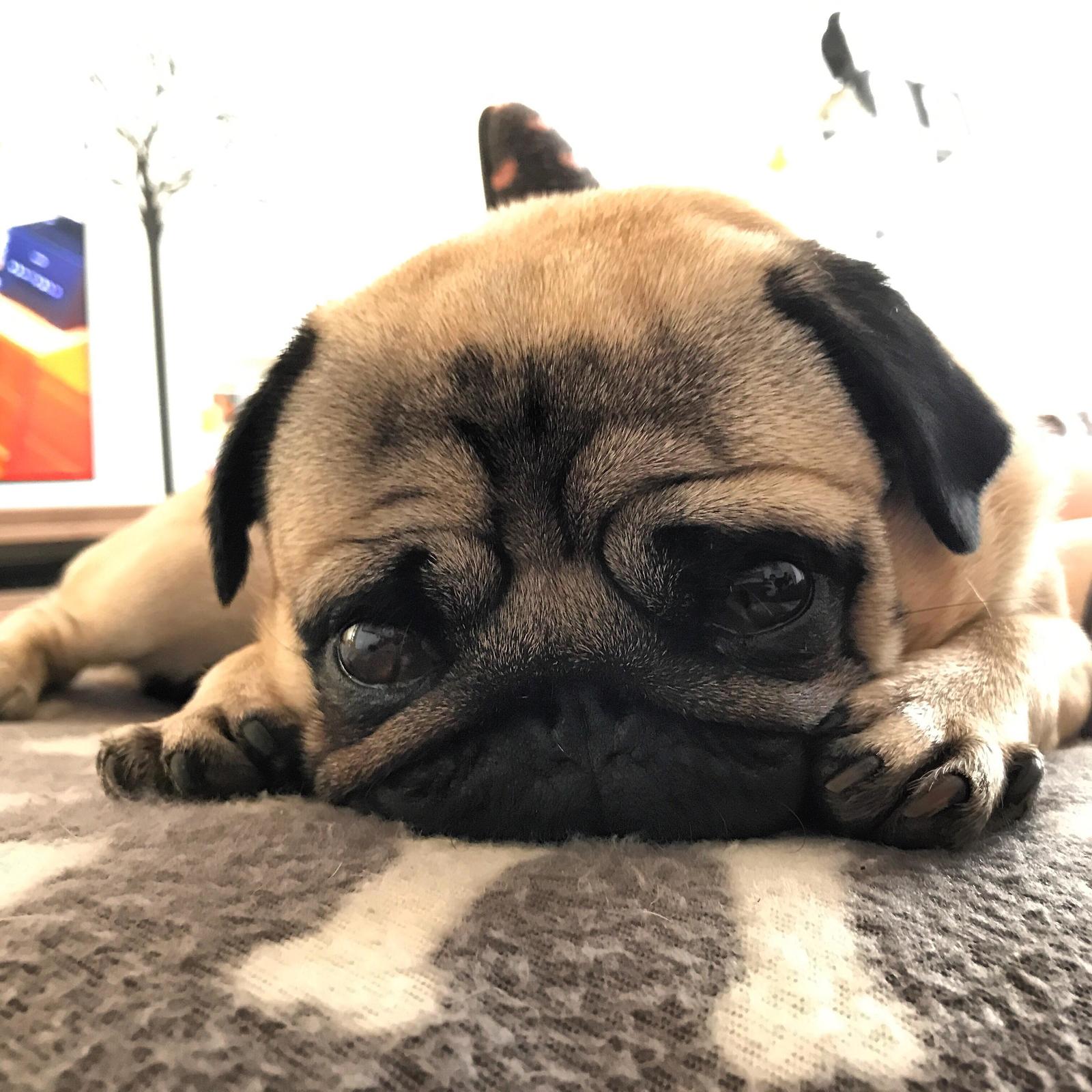 Too sad look, so I won't go to work - Reddit, Pug, Milota, From the network, Sadness, Sadness, Dog