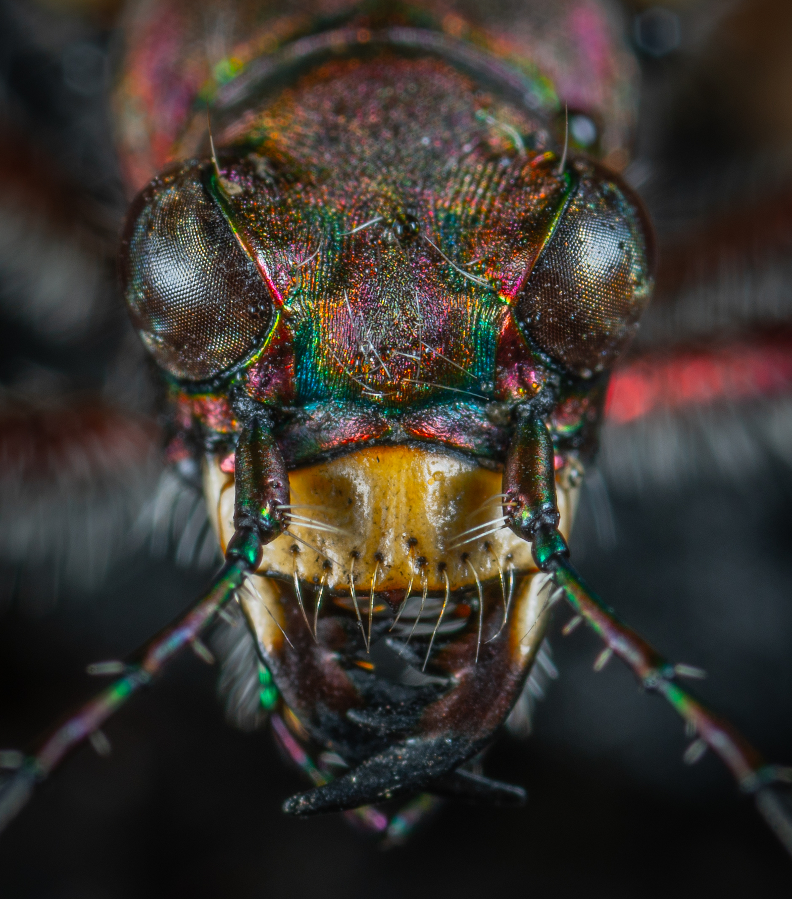 Horse beetle portrait - My, jumping beetle, Insects, Macro, Macrohunt, Mp-e 65 mm, Macro photography