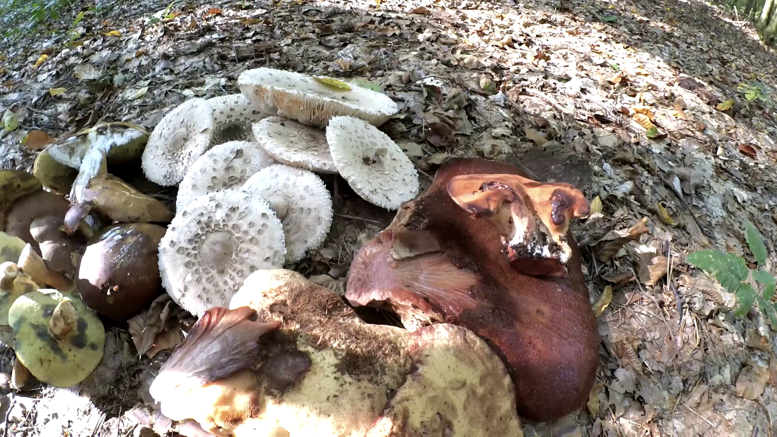 Autumn mushroom delicacies - My, Mushrooms, White