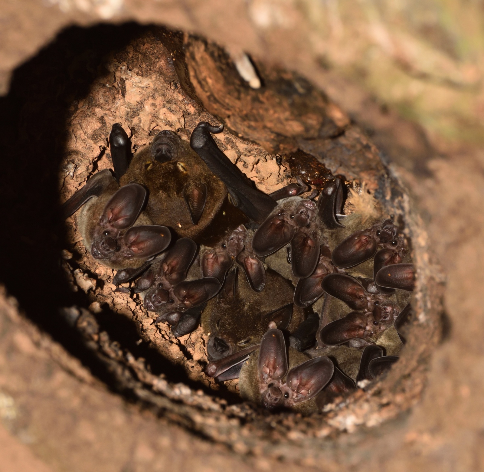 Bats in a termite mound - The science, Biology, Bat, Termites, Neighbours, Copy-paste, Elementy ru, Longpost, Leaf-bearer
