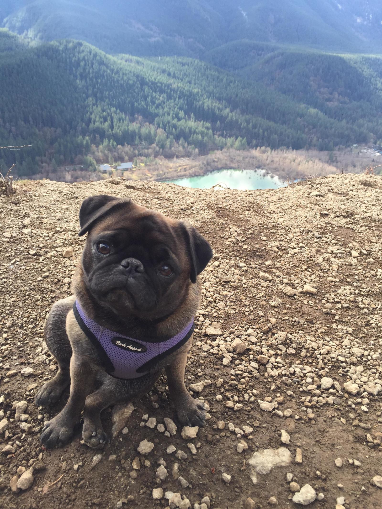 On the first day of spring with the owner climbed the mountain - Pug, Dog, Milota, Nature, The mountains, Reddit, From the network, The photo