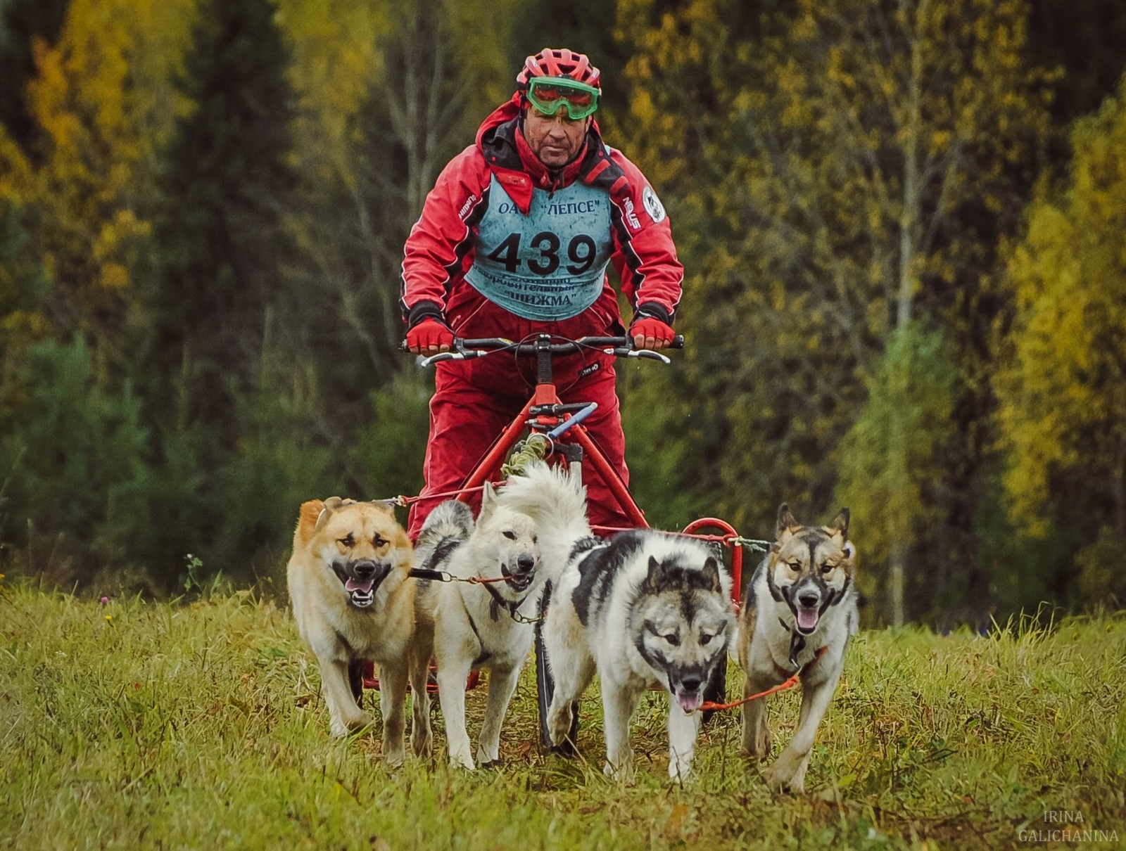 How it was: dog race Ring of Fortune 2018, Kirov - My, Riding sports, Kirov, Dogs and people, Animals, Sport, Team, Longpost