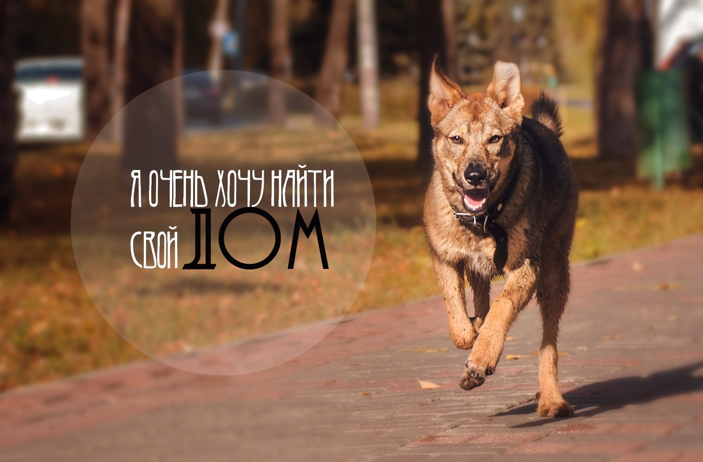 Nizhny Novgorod! Looking for a warm home and mom and dad! - My, Dog, Found a dog, Way home, No rating, Longpost