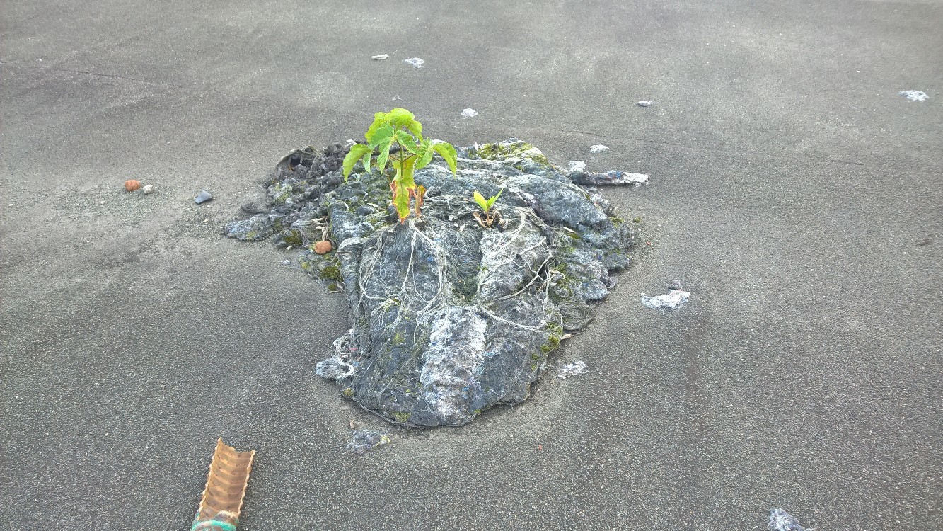 Dirty Islet - My, Garbage, Island, Plants