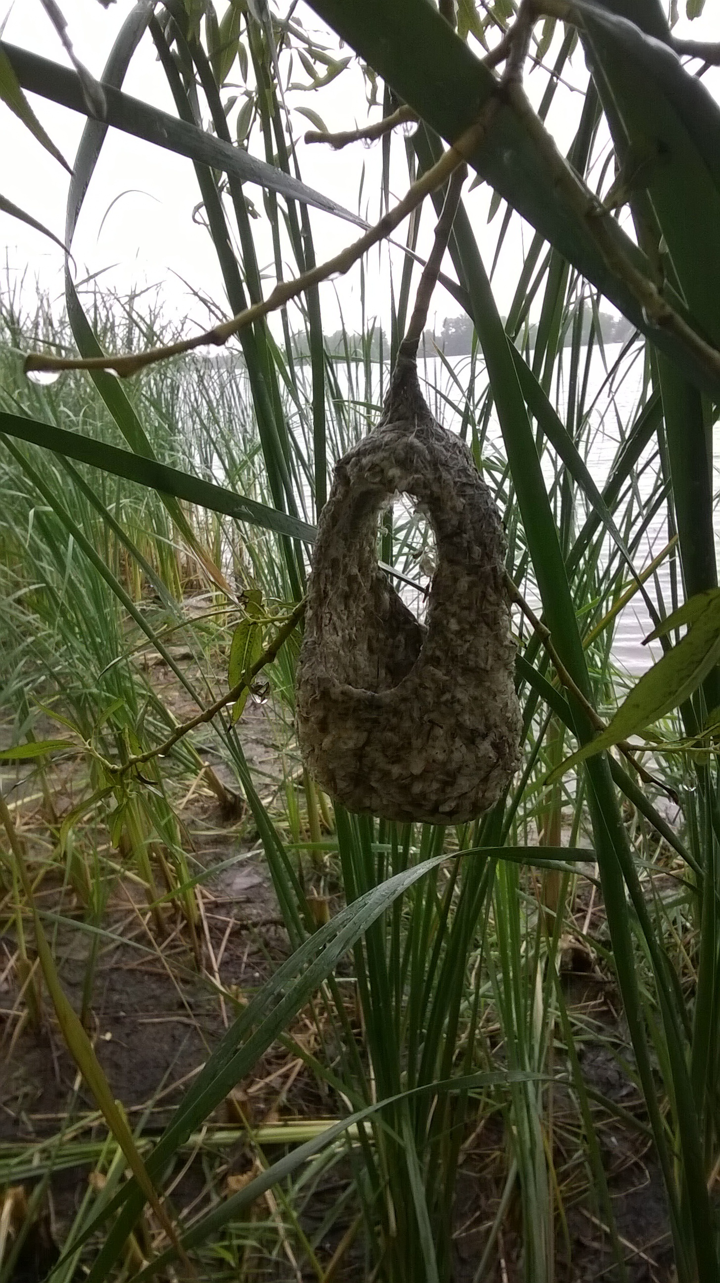 Who lives in the teremochka? ...Remez? - My, Remez, Nest, Tatarstan, Longpost