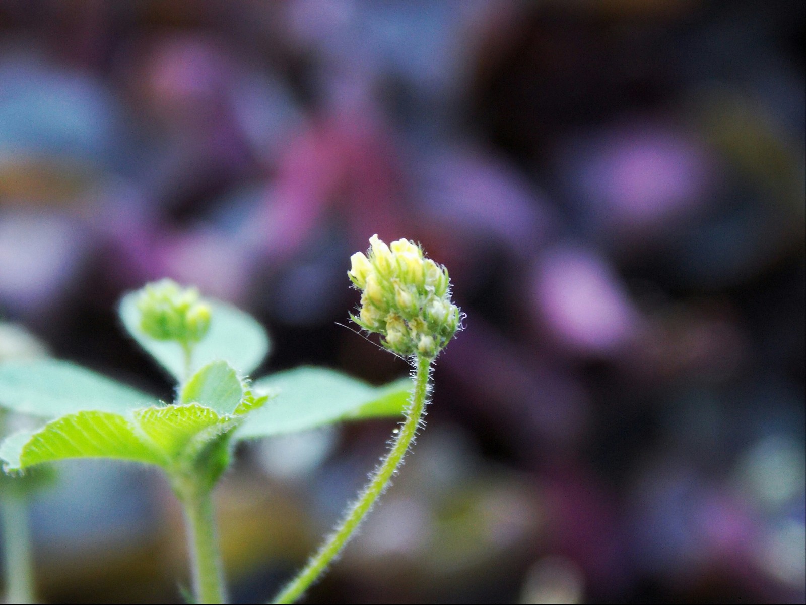 Lonely Flower - My, Flowers, The photo