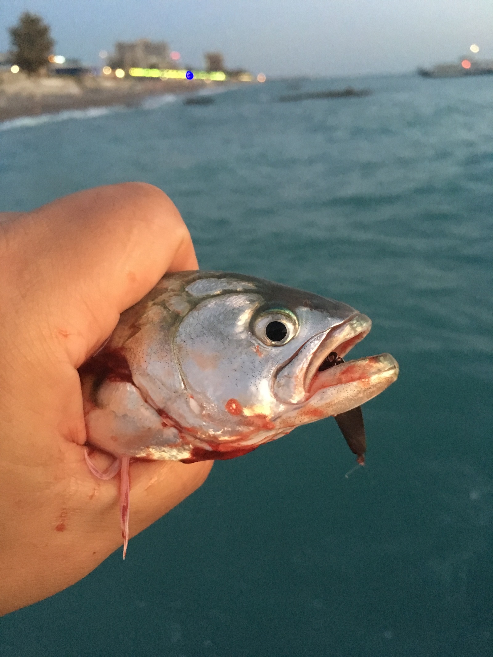Рыбалка в гаграх абхазия