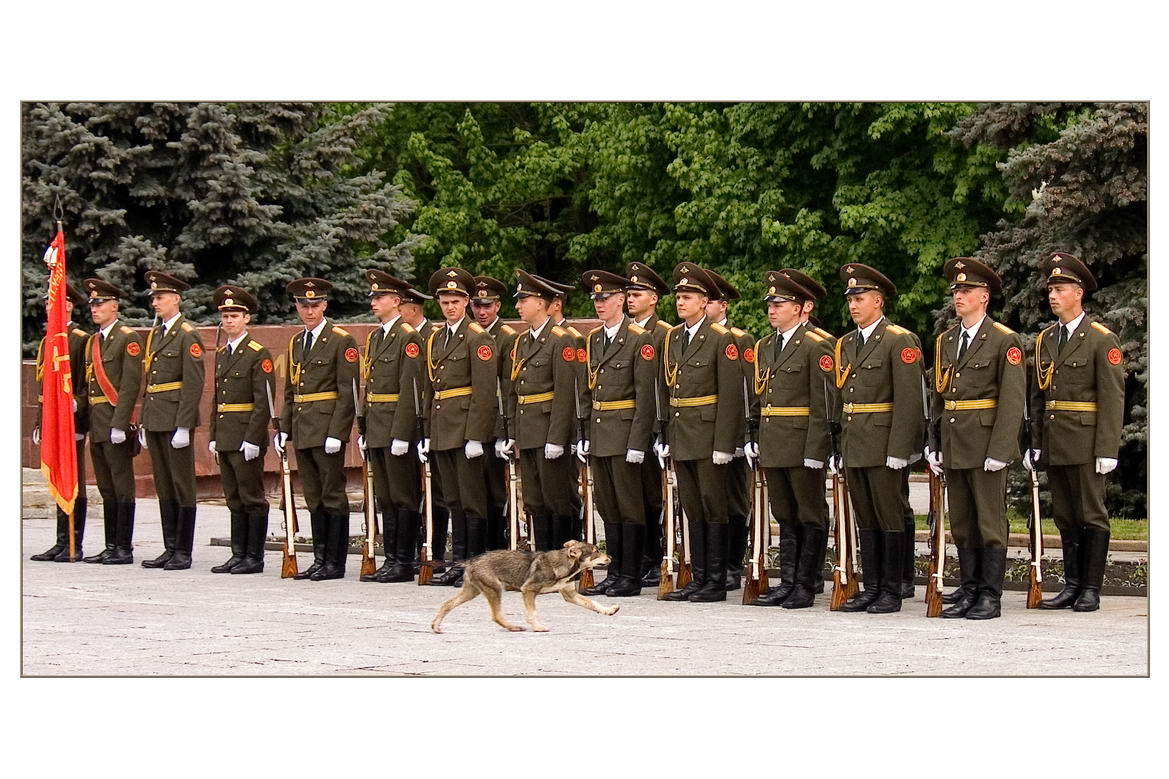 I will lead the parade! - Parade, The soldiers, Dog, My
