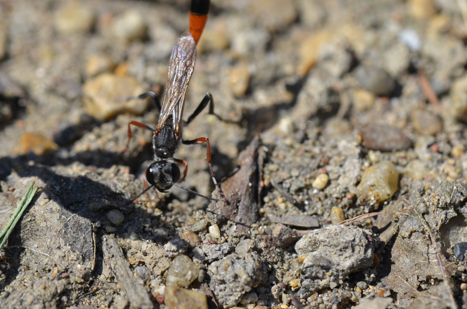 When you are being watched because you are watching - My, Macro photography, Wasp, Insects, Summer, Longpost