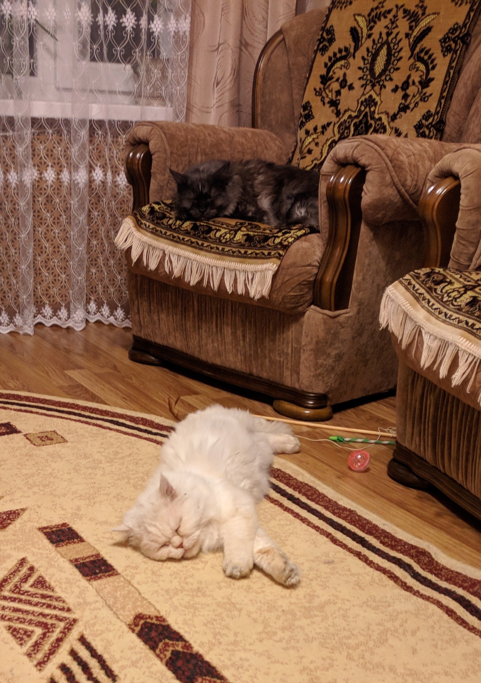 Teacher - My, Darius, Maine Coon, cat, Catomafia, Persian cat, Mentor, friendship, Longpost