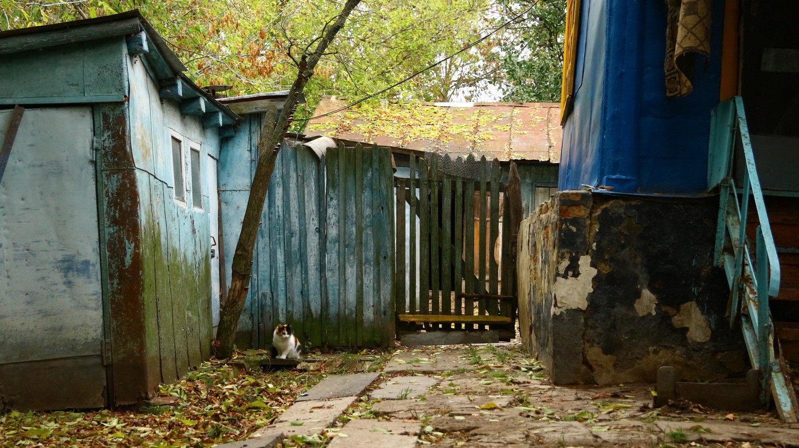 A little autumn weekend in the countryside. - My, Village, The photo, Autumn, cat, Longpost