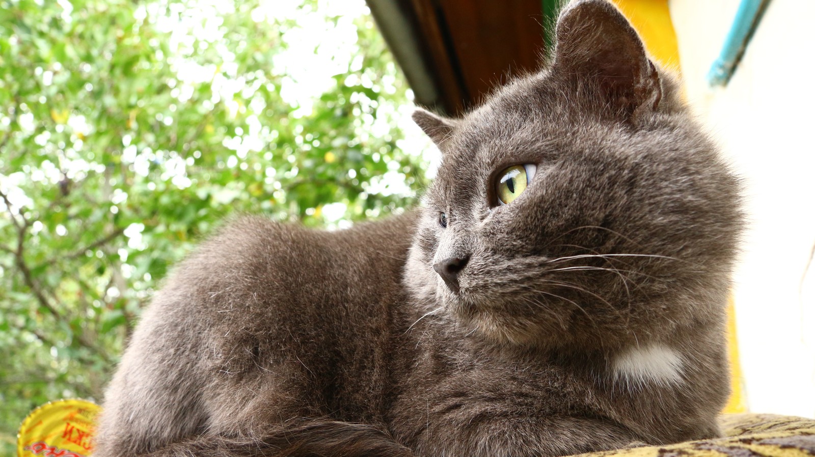 A little autumn weekend in the countryside. - My, Village, The photo, Autumn, cat, Longpost