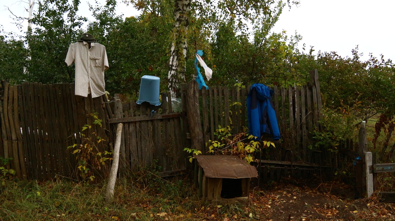 A little autumn weekend in the countryside. - My, Village, The photo, Autumn, cat, Longpost