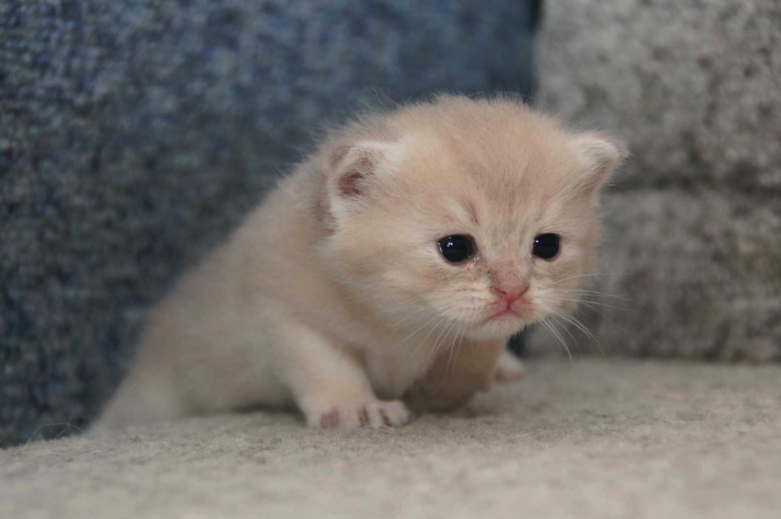 Colors of British cats. - My, British, Kittens, British Shorthair, Color, British Longhair, Longpost, cat