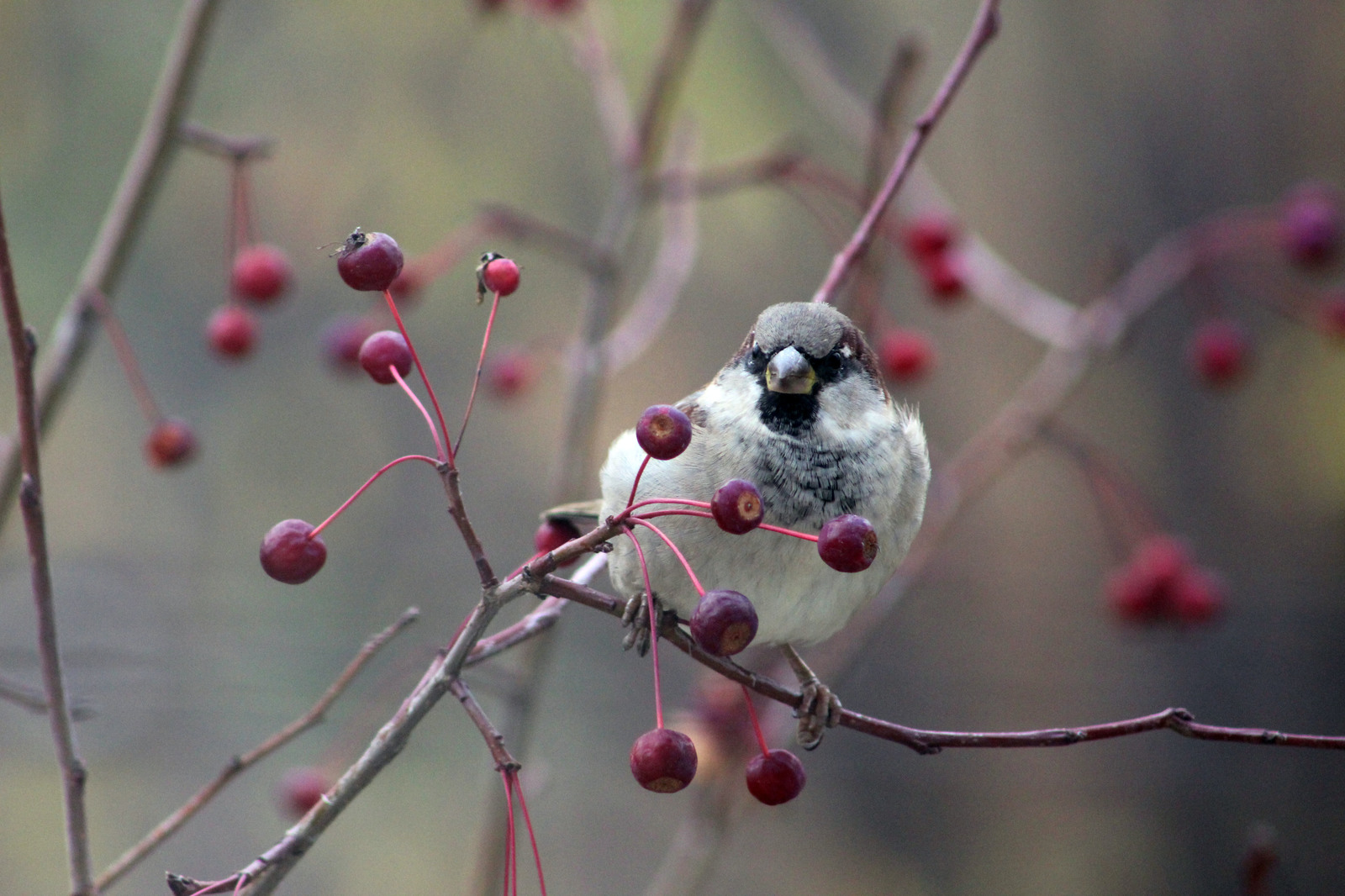 A few titmouse for the coming winter - My, Birds, Tit, Beginning photographer, Longpost