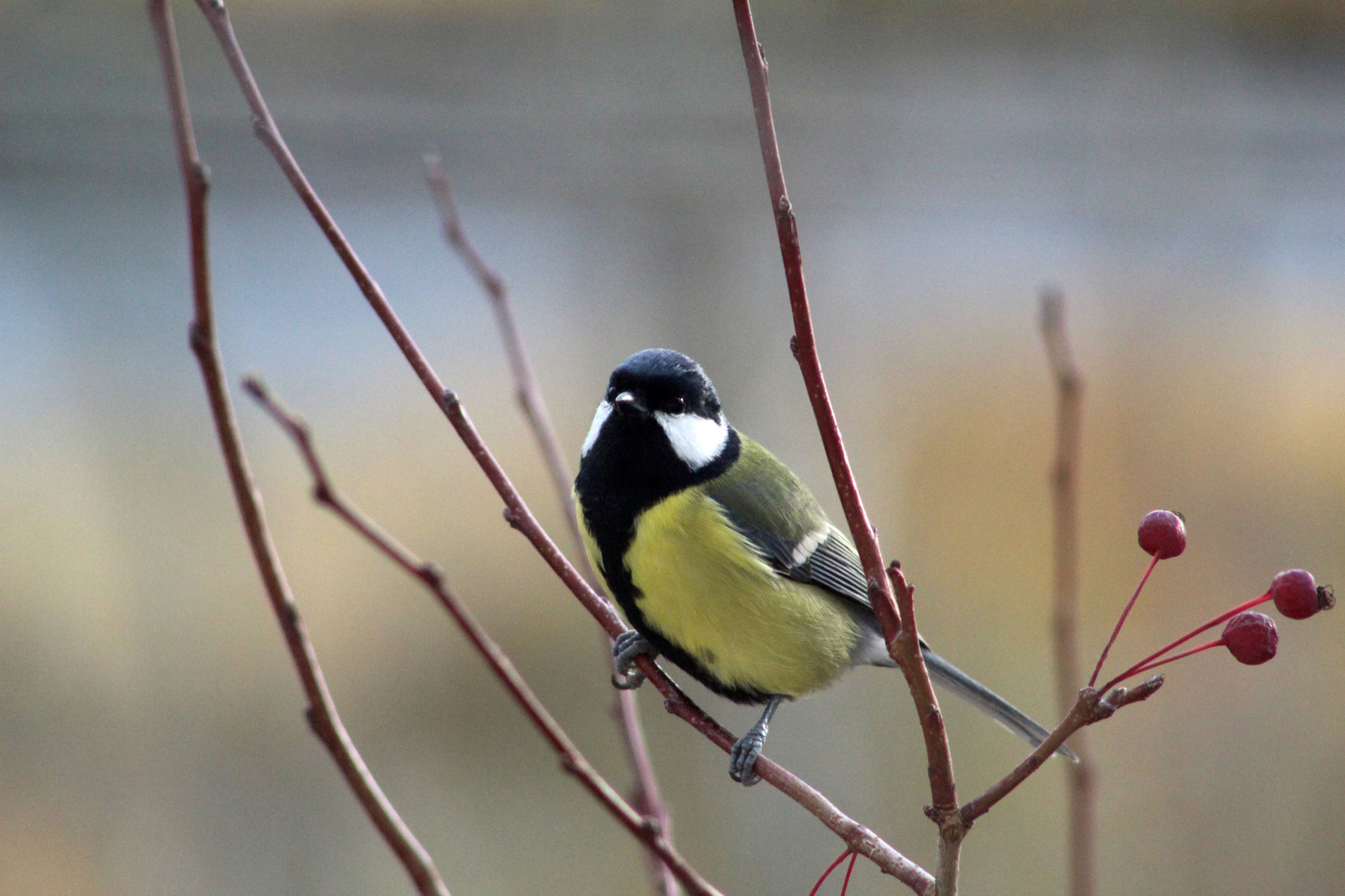 A few titmouse for the coming winter - My, Birds, Tit, Beginning photographer, Longpost