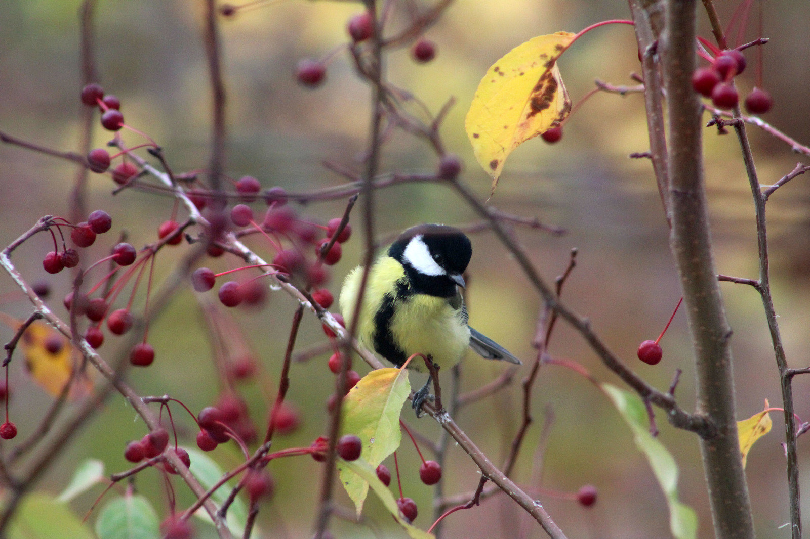 A few titmouse for the coming winter - My, Birds, Tit, Beginning photographer, Longpost