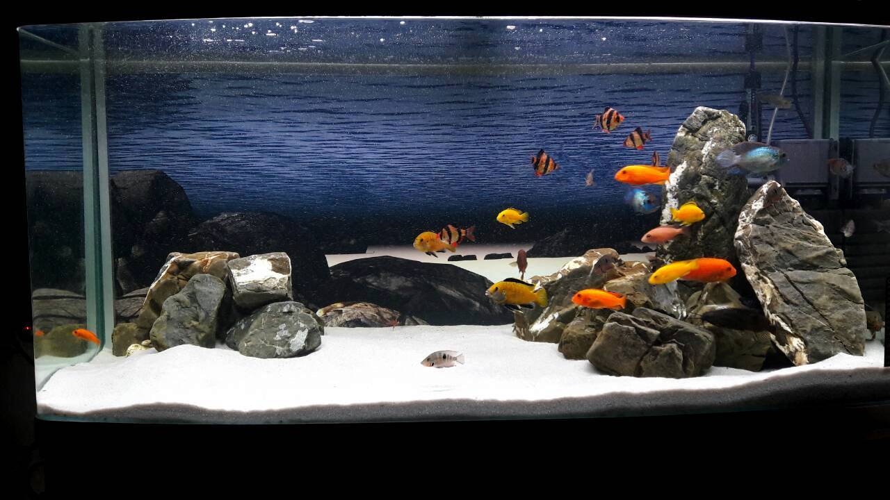 Everyday life of an aquarist - My, Aqua design, , cichlid, Aquarium, Longpost