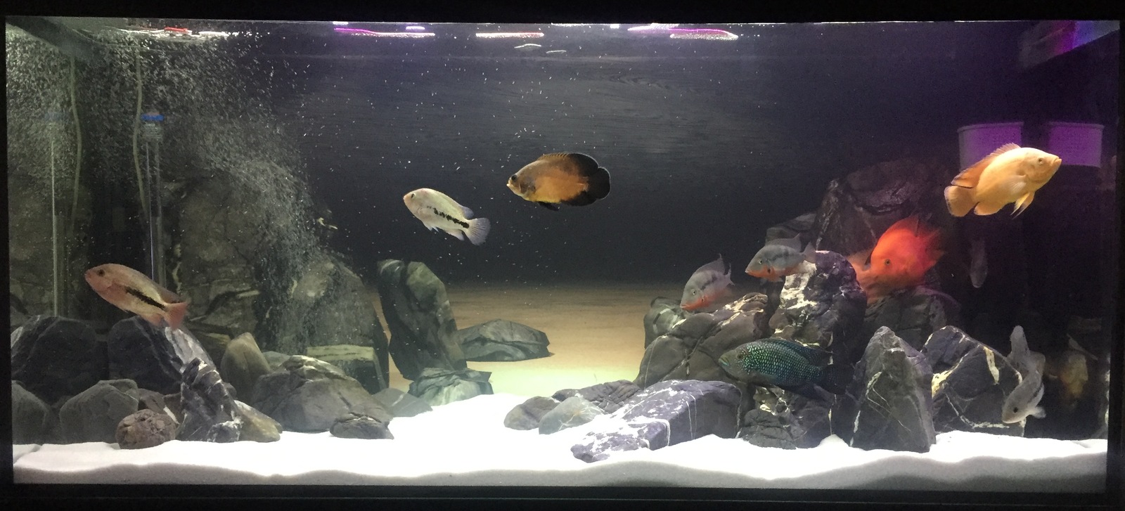 Everyday life of an aquarist - My, Aqua design, , cichlid, Aquarium, Longpost