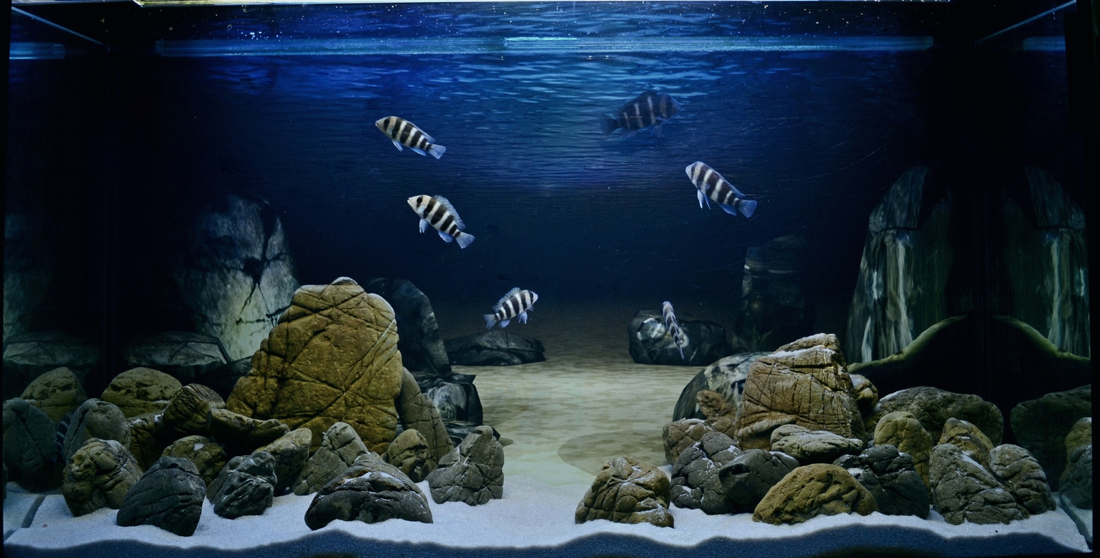 Everyday life of an aquarist - My, Aqua design, , cichlid, Aquarium, Longpost