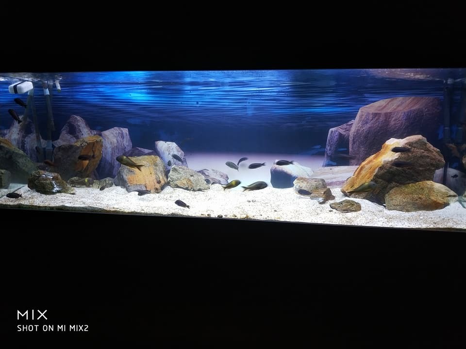 Everyday life of an aquarist - My, Aqua design, , cichlid, Aquarium, Longpost