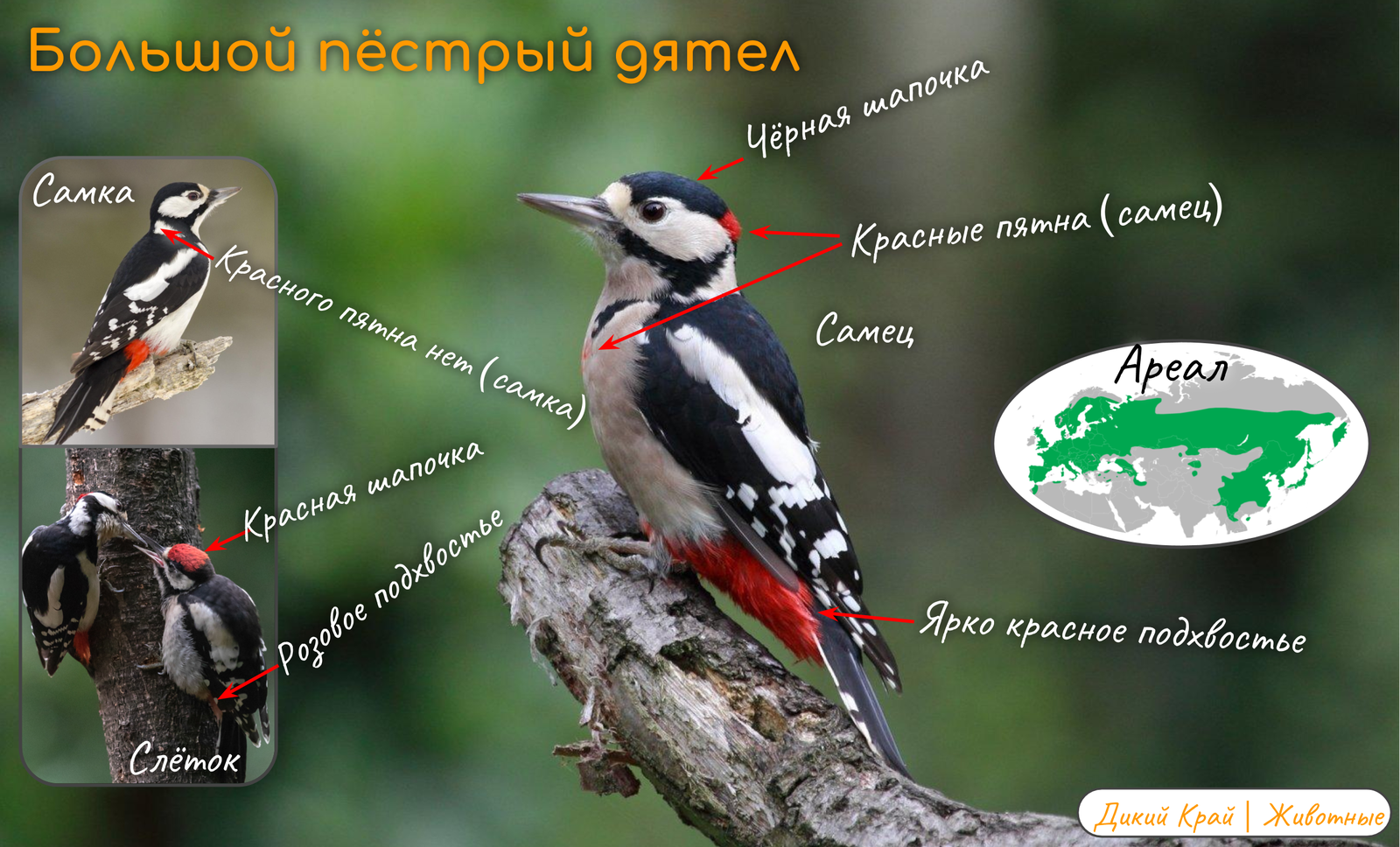 Spotted woodpeckers (lat. Dendrocopos) - My, Birds, Animals, Wild animals, Nature, Interesting, Bird identification, Ornithology, Bird watching, Longpost