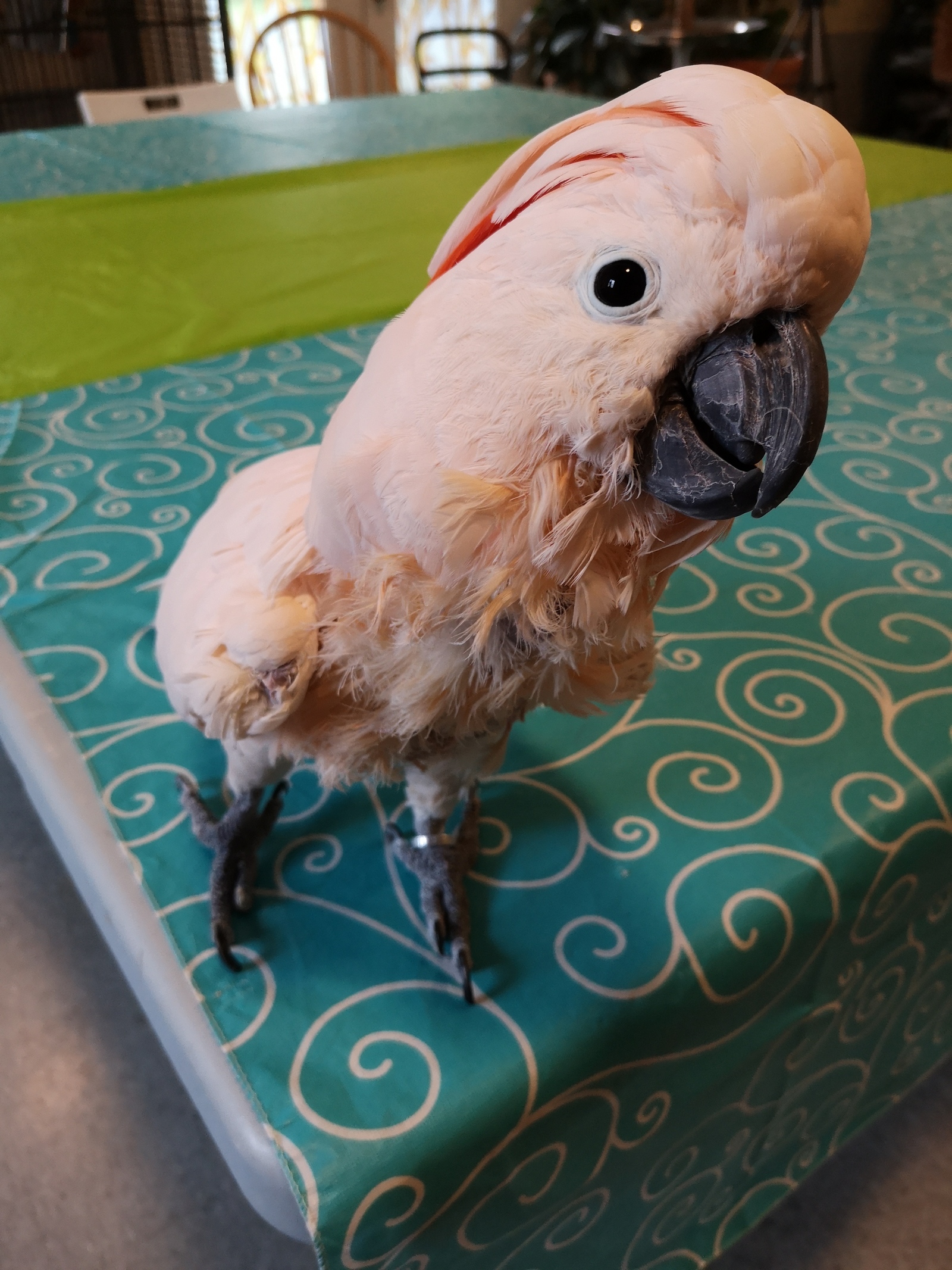 Some Saturday parrots! - My, A parrot, , Senegal, Cockatoo, Birds, Longpost