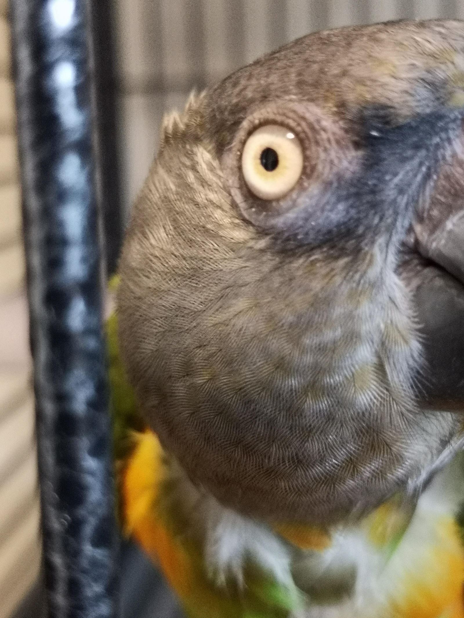 Some Saturday parrots! - My, A parrot, , Senegal, Cockatoo, Birds, Longpost