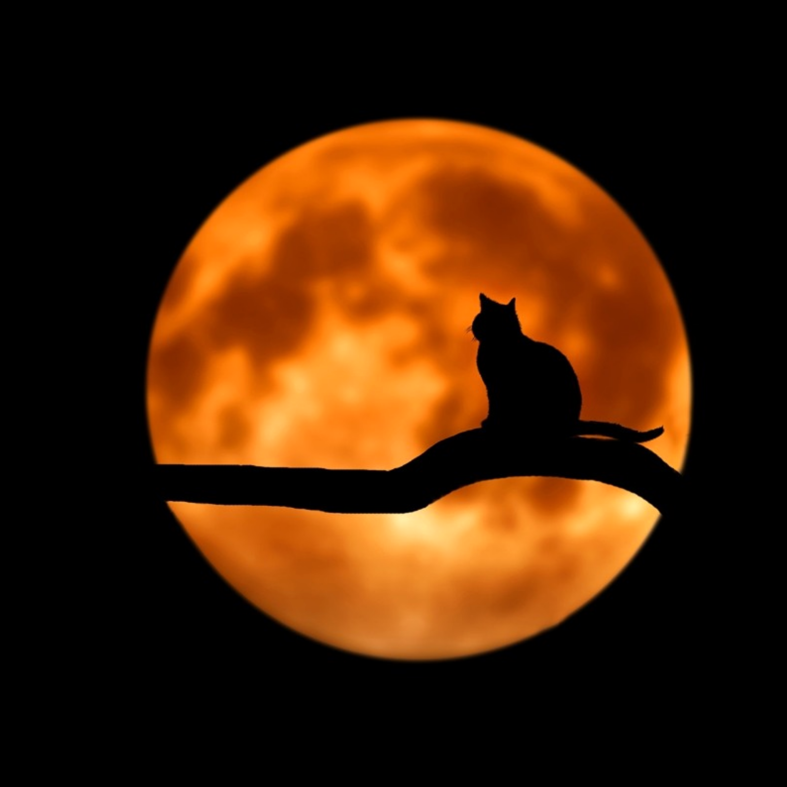 кошка на фоне луны