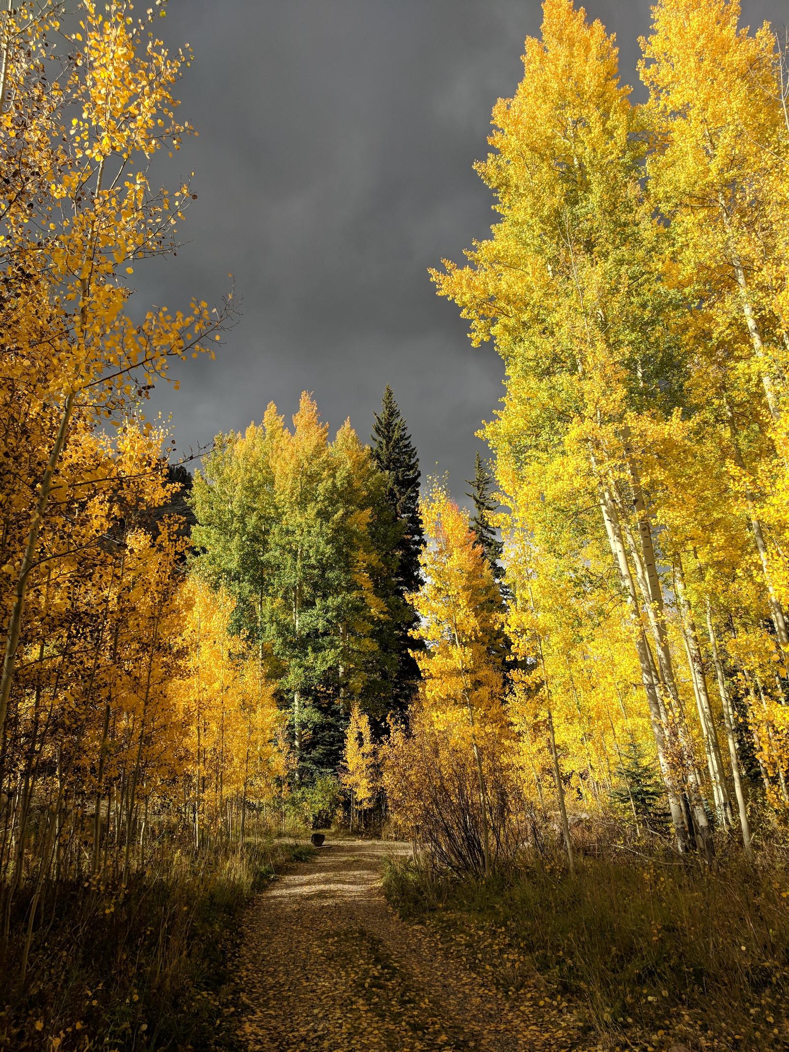 Before the rain - Forest, The photo, Nature