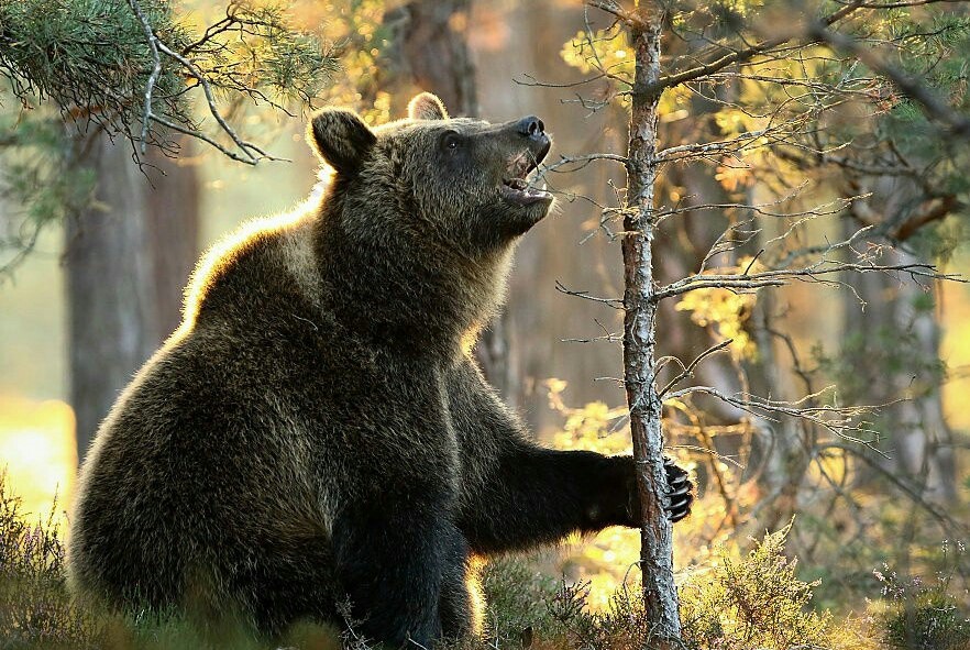 Mashaaaaa.... - The Bears, The photo, Forest