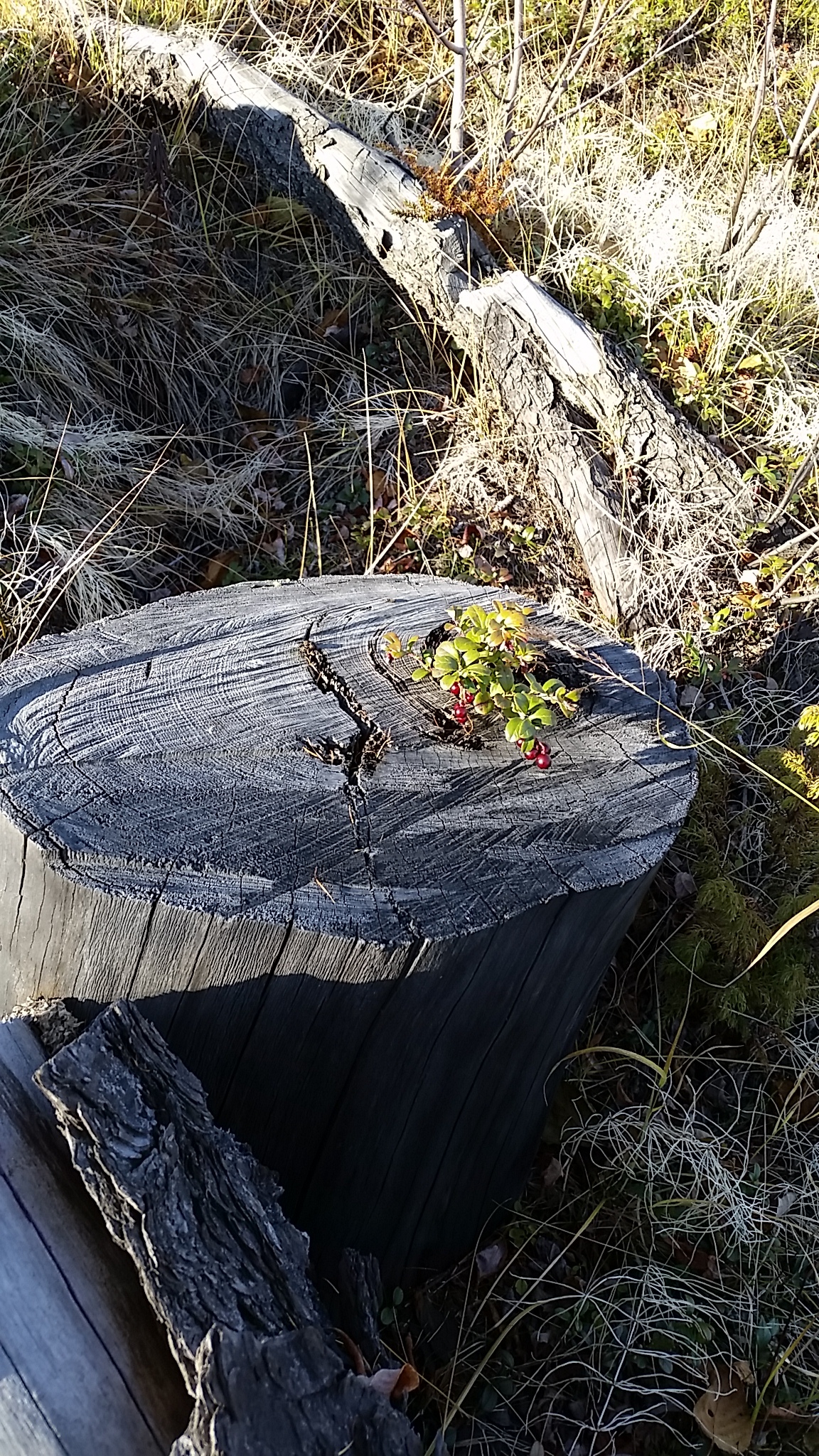 northern berry - My, Berries, Taimyr