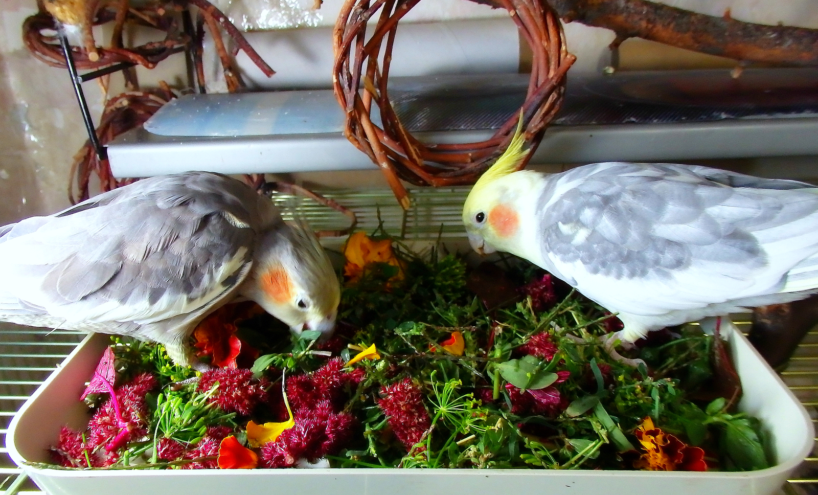 We burst the autumn greens and fortify ourselves. - My, Birds, A parrot, Corella, Nutrition, , Greenery