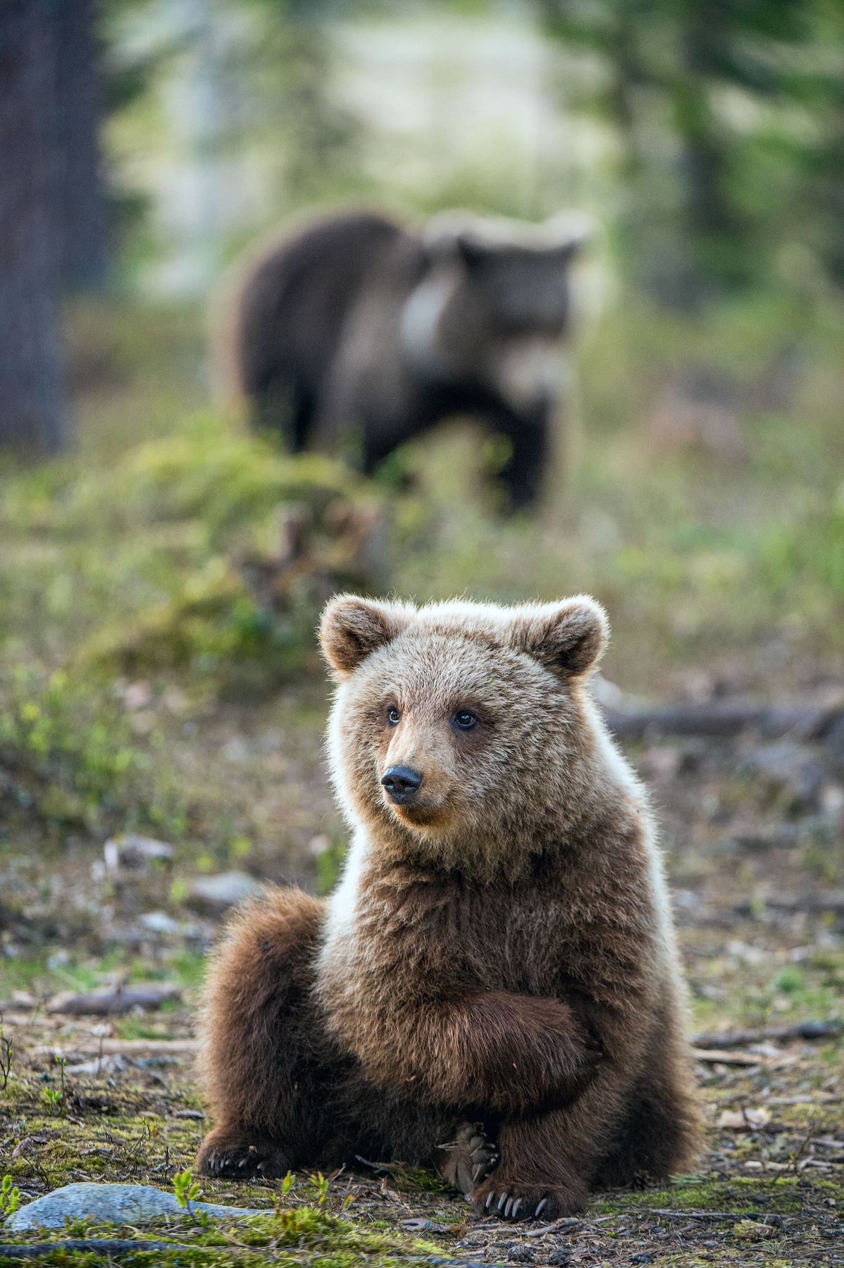 Bear, where does it hurt? - Russia, wildlife, Animals, The Bears, Sadness, Tuti